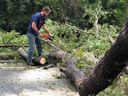 Best Tree Maintenance Programs  in Holts Summit, MO