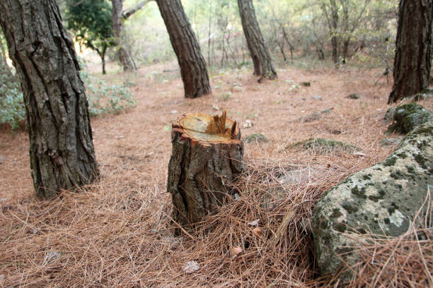 How Our Tree Care Process Works  in  Holts Summit, MO